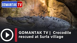 GOMANTAK TV |  Crocodile rescued at Surla village