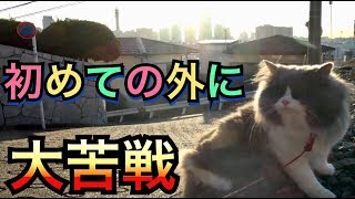 室内飼いのネコを初めての散歩に連れて行きました【外の世界にビックリする猫】