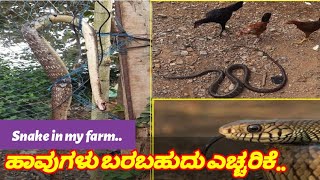 Snake in my Chicken farm...