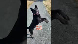 台灣犬黑炭妹日常｜每天都很爽｜野生蘋果好吃嗎？#shorts #formosanmountaindog #台灣犬 #加拿大 #歐告 #加拿大生活 #米克斯