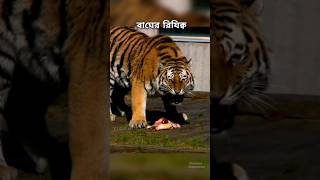 বাঘের রিজিক | Tiger eats meat | বাঘ কতটুকু মাংস খায় #youtubeshorts #shorts #tiger