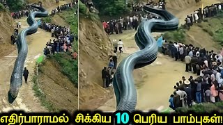 சமீபத்தில் கண்டுபிடிக்கபட்ட நடுங்கவைக்கும் 10 மிகப்பெரிய பாம்புகள்! | Unbelievable Giant Snakes