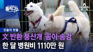 [핫플]文 반환 풍산개 ‘곰이·송강’, 한 달 병원비 1110만 원 | 김진의 돌직구 쇼 1149 회