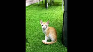 എടാ എന്താടാ ഇവിടെ നിൽക്കുന്നെ../poocha sir./ ഒരു muscat version 😃 #muscat #cat #trending#viral