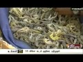 man arrested for smuggling 35 seahorses in ramanathapuram