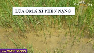 LÚA OM18 Hè Thu BỊ PHÈN NẶNG | CÁCH HỒI PHỤC ĐỂ ĐÓN ĐÒNG | #LàmNôngCùngIfarm