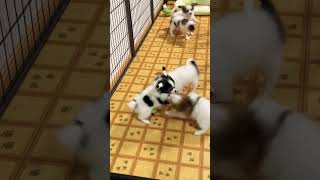 パピヨン子犬5匹合同