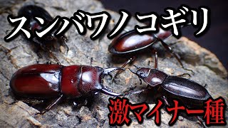 スンバワノコギリクワガタの紹介と産卵セット【クワガタ飼育】