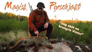 Pyrschjakt - Vildsvin skjuten