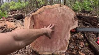 Large logs big firewood collecting, Husqvarna 395xp & Polaris Ranger felling red oak dead standing