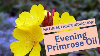 Natural Labor Induction Series: Evidence on Evening Primrose Oil