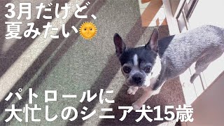 シニア犬15歳 パトロールが忙しい日【Boston Terrier Lulu】