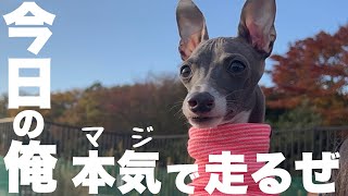 犬の全力ドッグラン【イタグレ】