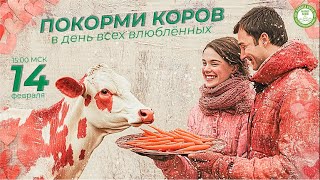 Служение коровам онлайн в день всех влюбленных, «Планета коров», 14.02.2025 г.