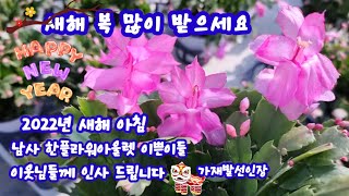 새해 첫날 남사 한플라워아울렛 이쁜이들 인사 드립니다 이웃님들 새해 복 많이 받으세요~🐯🧧🧧🧧