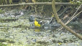 河口湖フィールドセンターのキビタキ（雄）の水浴び　その１０（4K動画）