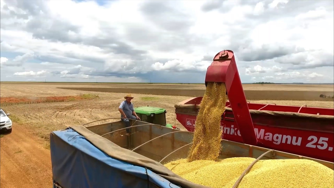 Harvesting Soybeans In Brazil - YouTube