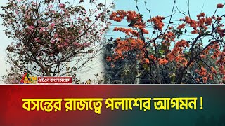 পলাশ ফুল জানান দেয়, বসন্ত এসে গেছে। ATN Bangla News