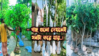 বিগ সাইজের ১৫ পিচ গাছসহ 🌿 বিভিন্ন জাতের ফলের চারা কুরিয়ার করলাম। Digital Agro Rangpur।