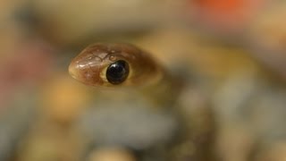 Baby Rat Snake - Ptyas korros - Thailand Snakes