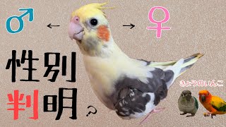 【判明】るっくの性別は〇〇でした！ I know the sex of the cockatiel