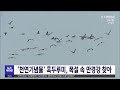 천연기념물 흑두루미 폭설 속 만경강 찾아 전주mbc 221226 방송