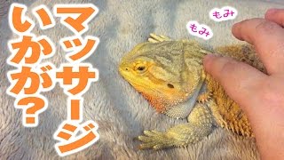 フトアゴヒゲトカゲ☆おちょこさんにマッサージ Bearded Dragon