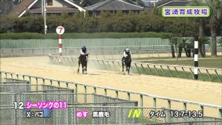 【2013育成馬展示会　調教映像】№12 シーソングの11