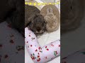 仲良しウサギさん ネザーランドドワーフ ホーランドロップ うさぎ bunny