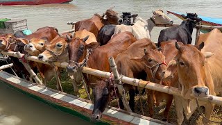 cow unloading, cow videos, cow video, big cow, goru hamba cow, Ep - 179