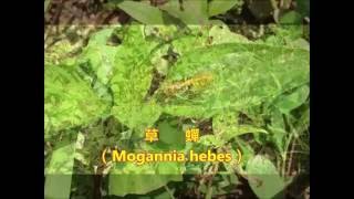 草蟬（Mogannia hebes）