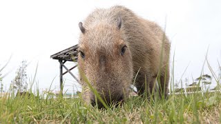 【ソレイユの丘】目の前の草をむさぼるカピバラ