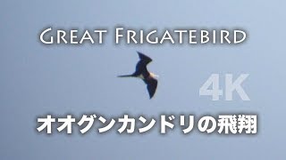 野鳥撮影・ 三番瀬・オオグンカンドリ飛翔シーン