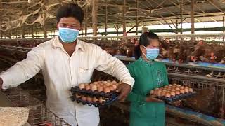 ចិញ្ចឹមមាន់យកស៊ុត   How to make business with chicken