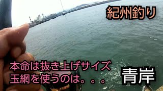 【青岸】紀州釣り(20220822)