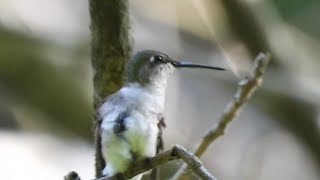 Ruby-throated Hummingbird (Archilochus colubris). Another excellent bird to add to our list.