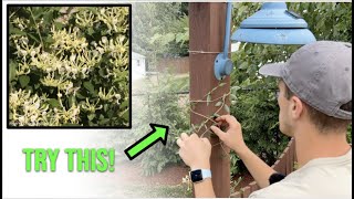 How to Easily Train Growing Vines up a Trellis (Honeysuckle, Clematis, Wisteria)