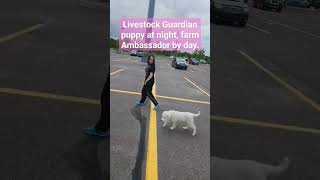 Jon loves going to town! #maremma #lgd #puppy #puppylove #workingdog #dogshorts #cutepet #petdog