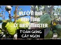 Vườn Nhà Anh Tùng Ở Westminster Toàn Giống Cây Ngon Ăn Vô Là Ghiền tt817