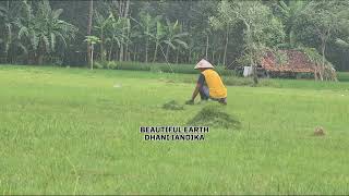 Village Farmers Joyfully Harvesting Grass: A Glimpse Into Sustainable Rural Life