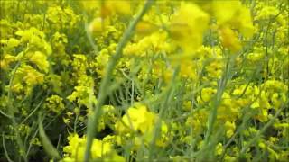 たきかわ菜の花まつり