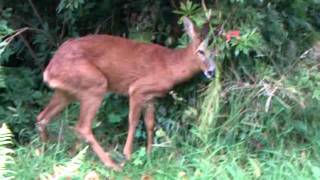 Hammered Deer.