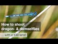 How to shoot dragonflies & damselflies ... with a cheap vintage lens!