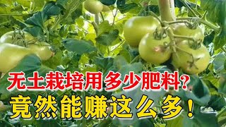 无土栽培番茄到底需要多少肥料？今天就告诉你答案！结果意想不到【付老师种植技术团队】