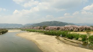 Yajiさんの旅道草 京都の桜 八幡背割堤【Cherry Blossoms of Yawata City,Sewaritei】