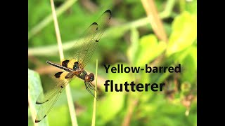 #Singapore Wildlife - Yellow-barred flutterer - Rhyothemis phyllis - dragonfly