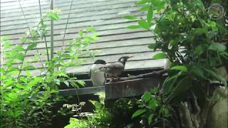 【野鳥撮影】椋鳥とオナガ　自宅庭にて～～　2020/06/23 #オナガ #椋鳥　スロー映像