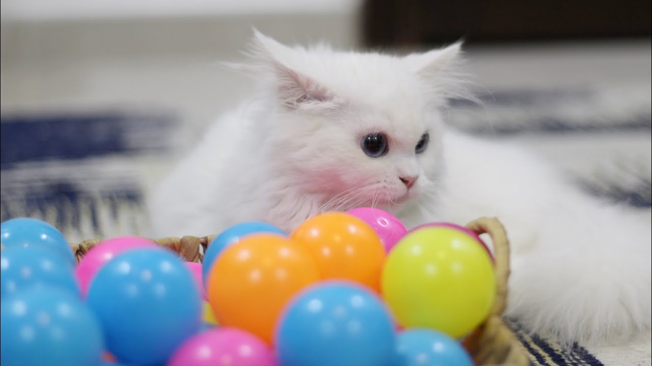 Cats Playing In Ball Pit - YouTube