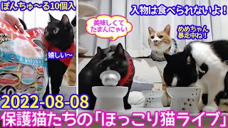 2022ｰ08−08 保護猫たちの「ほっこり猫ライブ」ハッチ＆マック＋黒猫めめ Cat live Stream in Japan -Cat Life TV