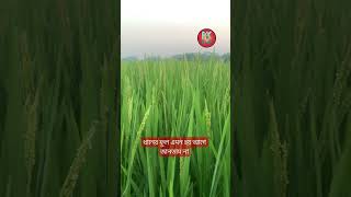 ধানের ফুল 🌾 #shorts #shortsvideo #shortsreels #bangladesh #ধানেরশীষ #ধান_গাছ #ফুল #rice #paddy